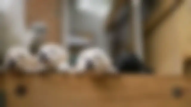 4K Cute Dog
