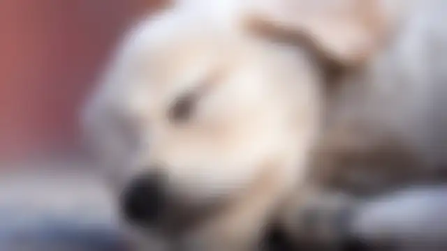 wallpaperX